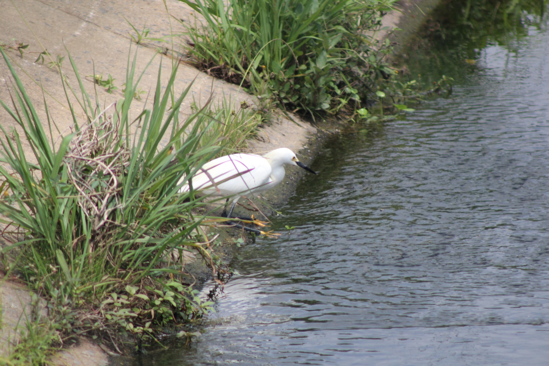 Garça-branca-pequena forrageando em canal de drenagem com vegetação marginal