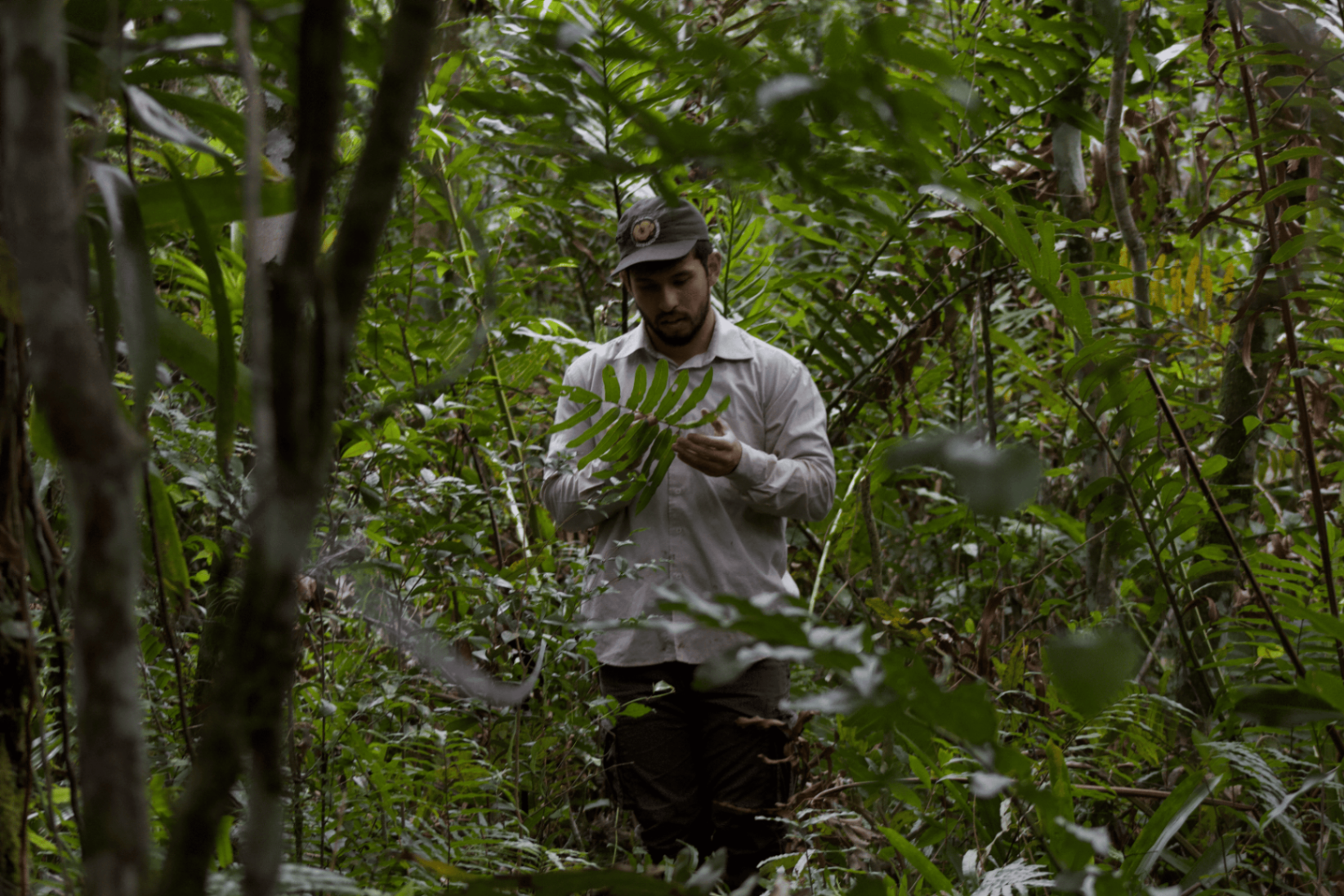 Técnico da ALG identificando folhas em campo em fragmento florestal