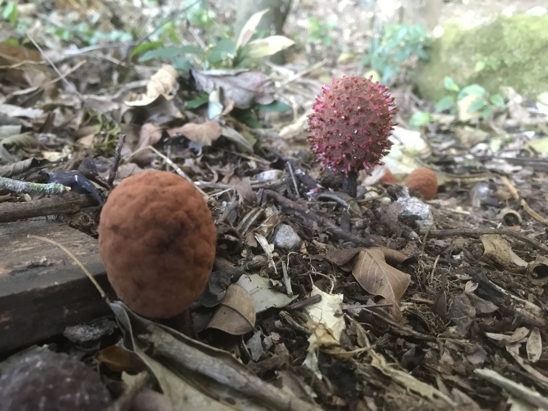 Frutificação em sub-bosque de fragmento de Mata Atlântica