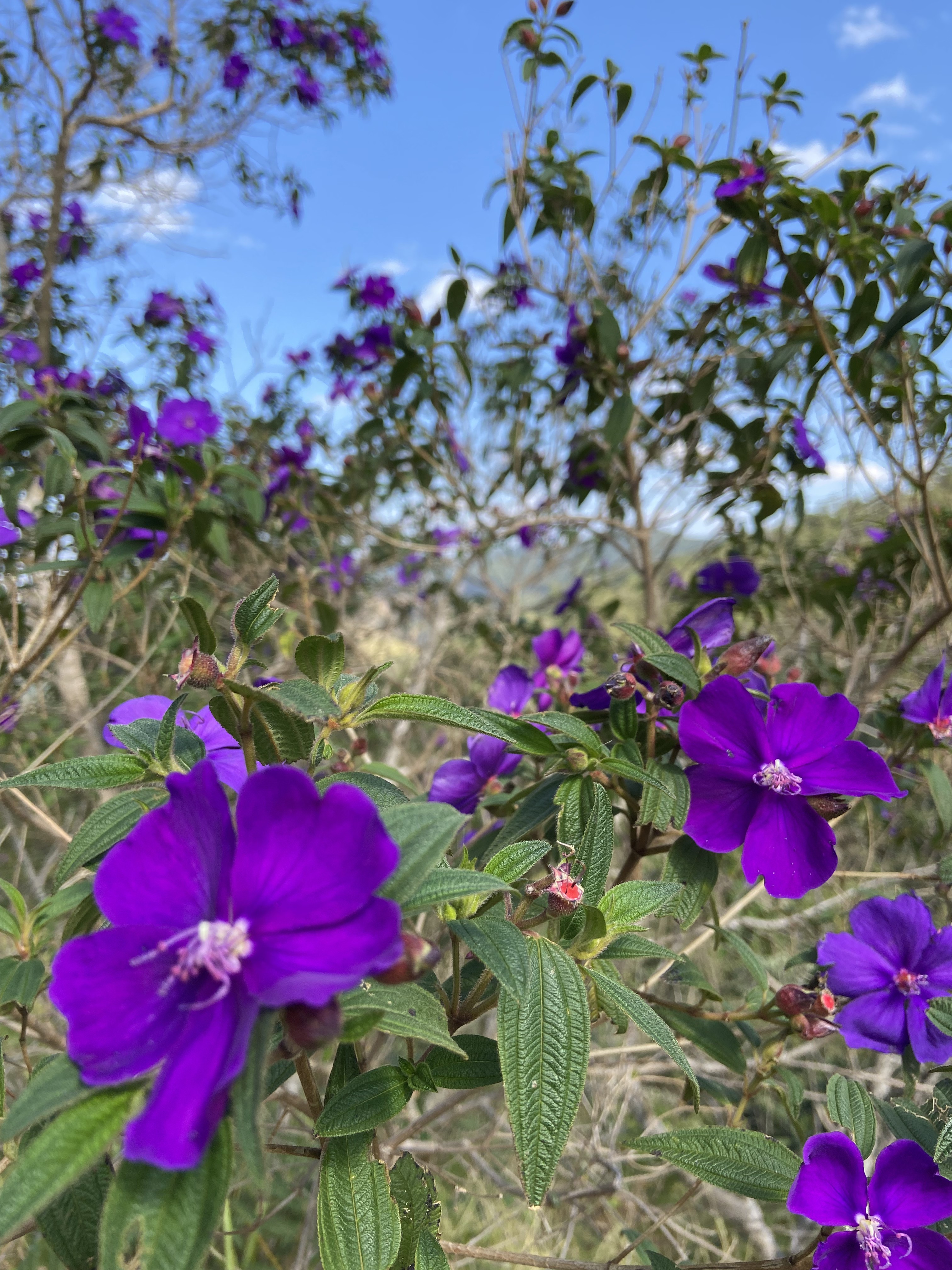 Quaresmeira (Tibouchina) com flores roxas em levantamento florístico de campo