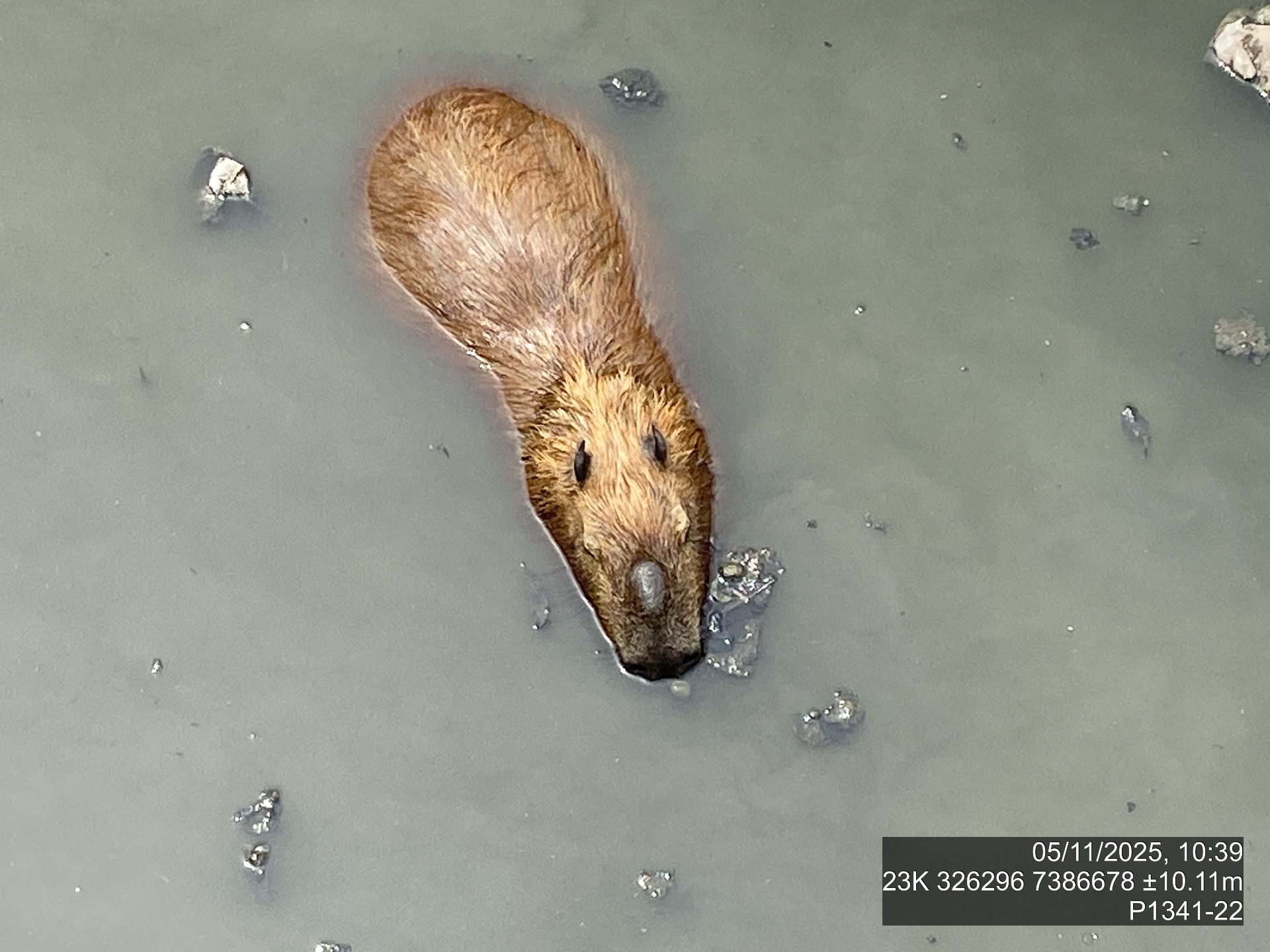Capivara nadando em água turva próxima a resíduos