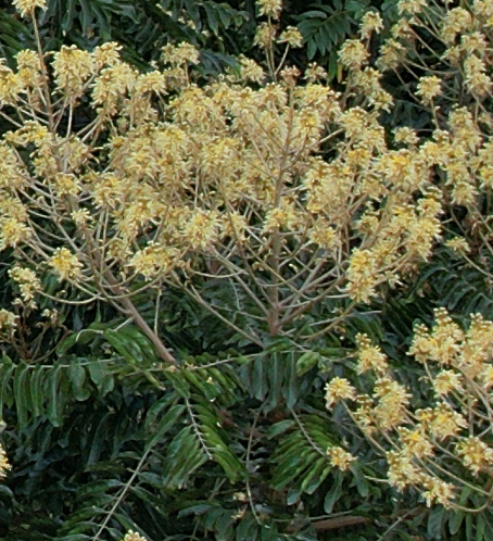 Espécie arbórea nativa com inflorescência amarela em floração