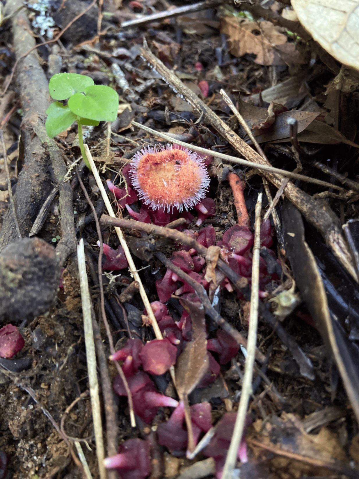 Flor de sub-bosque em regeneração natural sobre serrapilheira