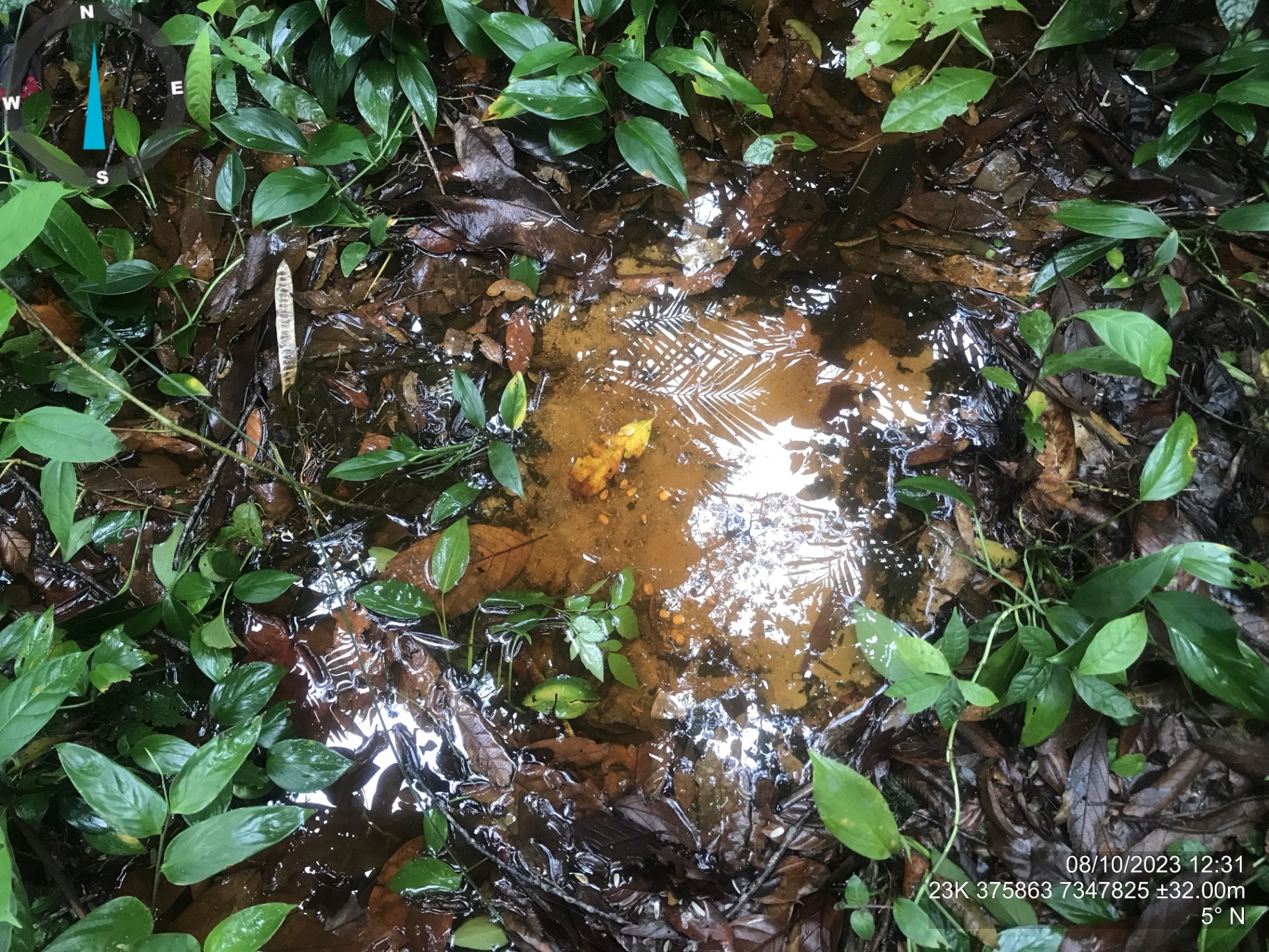 Registro de ponto úmido em serapilheira de mata nativa
