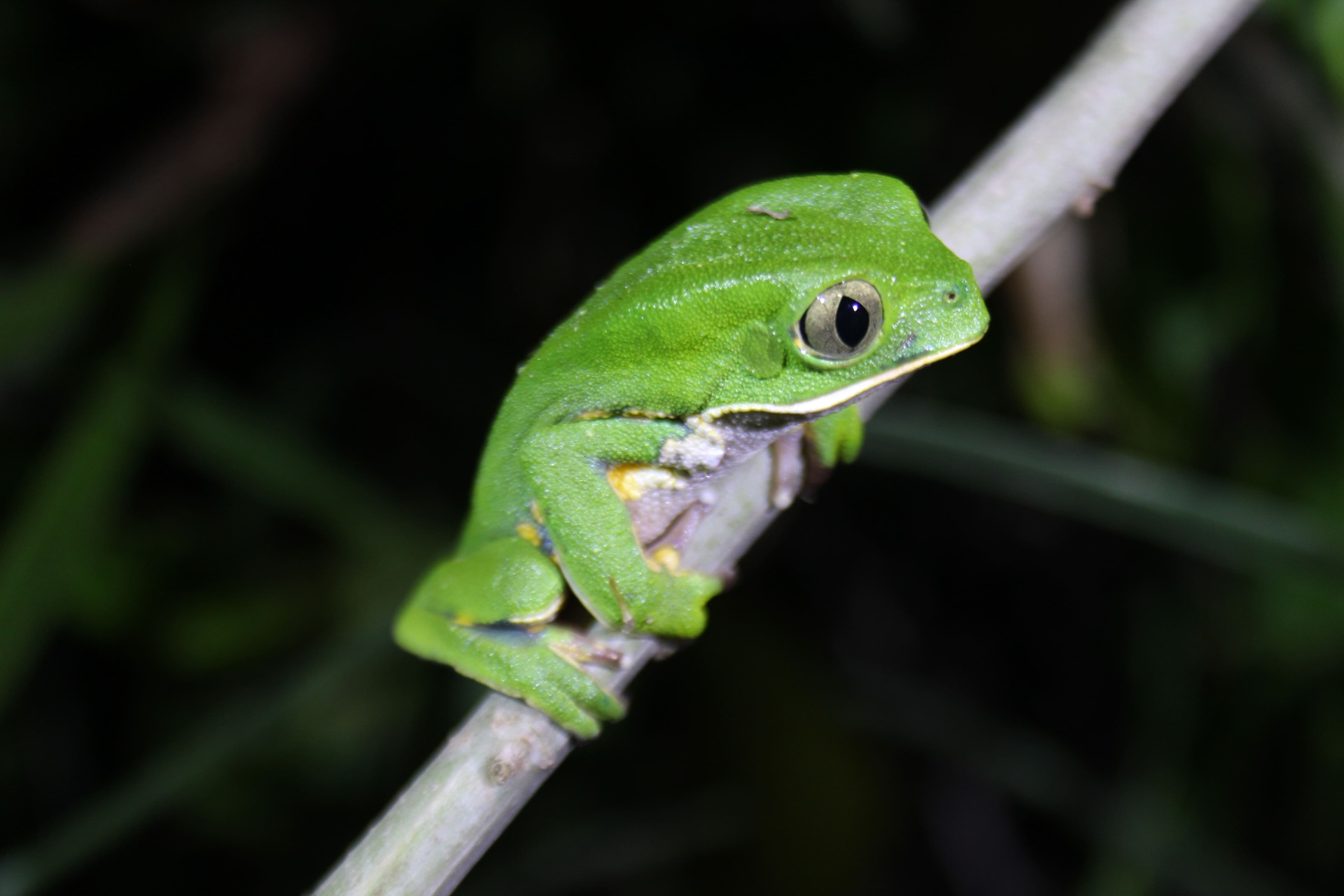 Perereca-verde Phyllomedusa burmeisteri fotografada durante campanha noturna