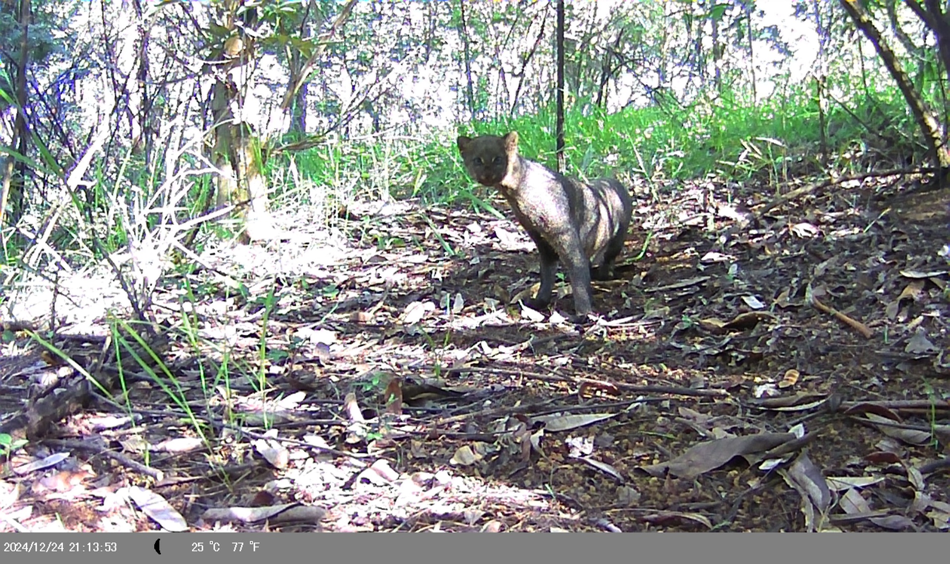 Jaguarundi (Herpailurus yagouaroundi) capturado por armadilha fotográfica