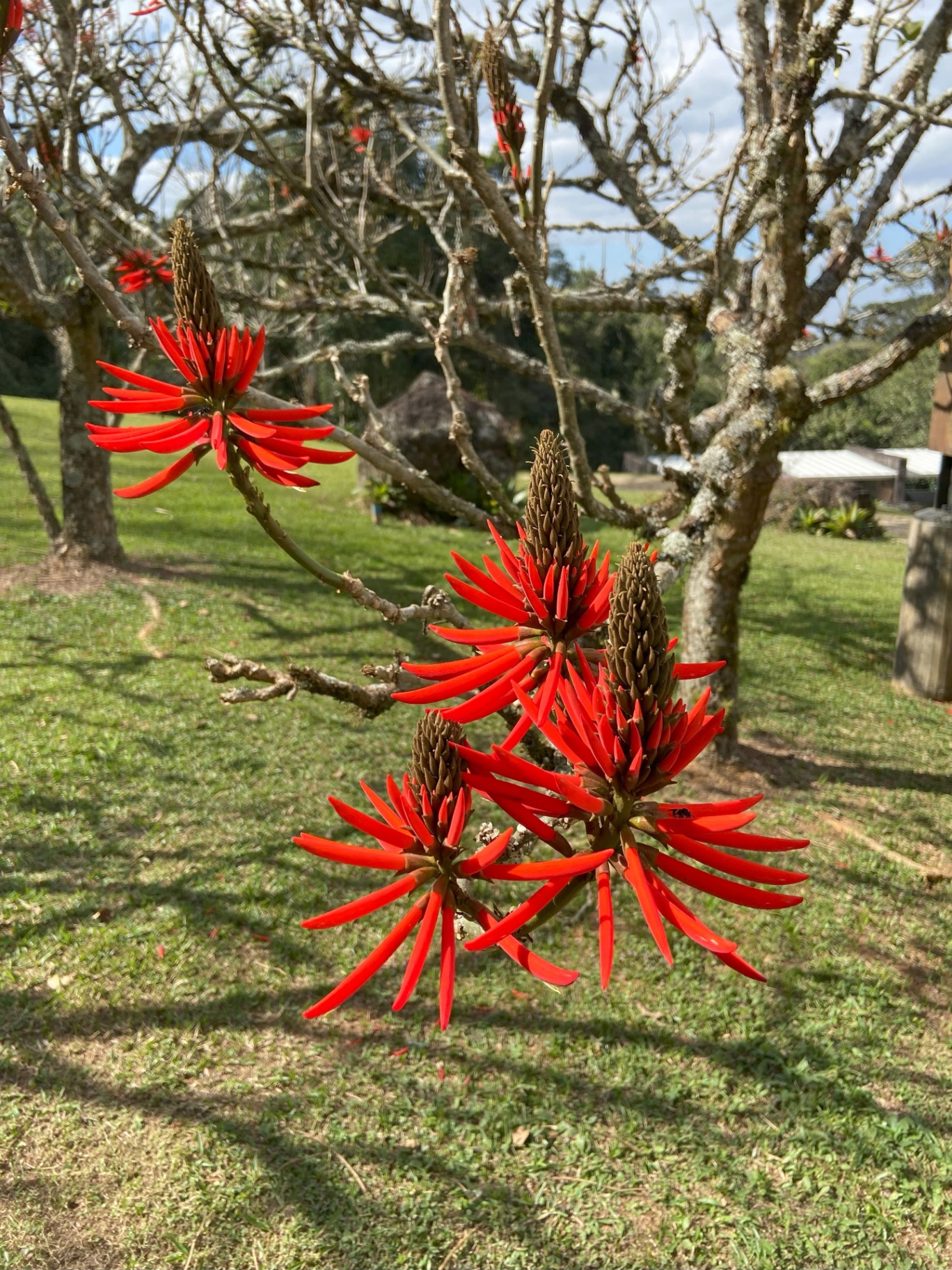 Floração de espécie nativa registrada em vistoria