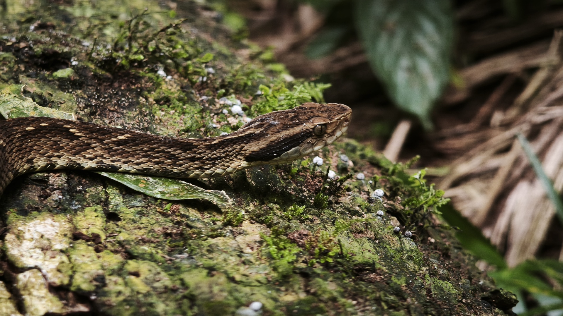Jararaca em substrato de musgo e serrapilheira em fragmento florestal