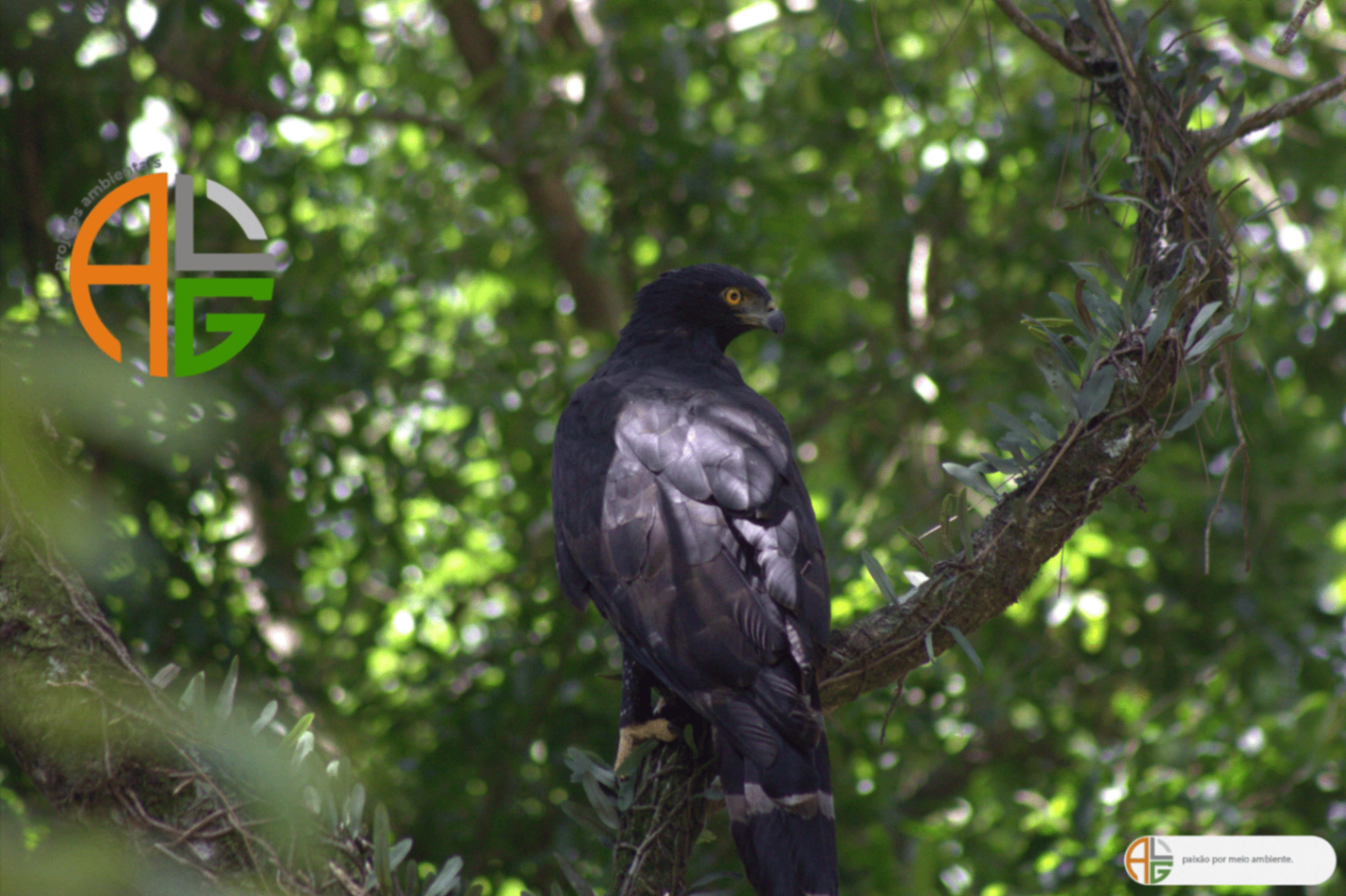 Gavião-pega-macaco (Spizaetus tyrannus) pousado em galho na Mata Atlântica