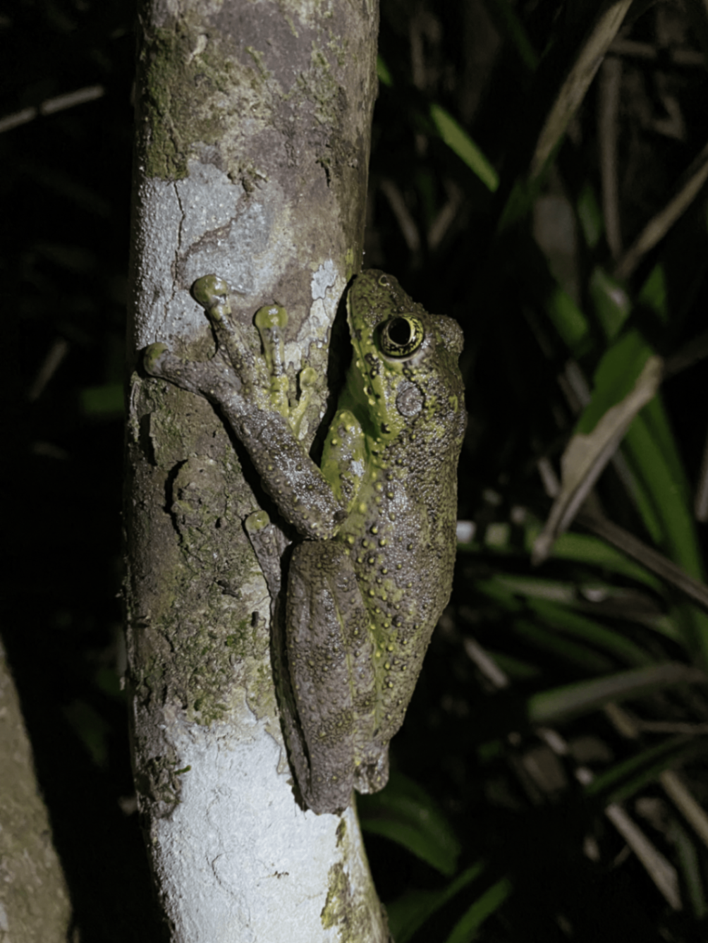 Espécie da fauna registrada em catálogo