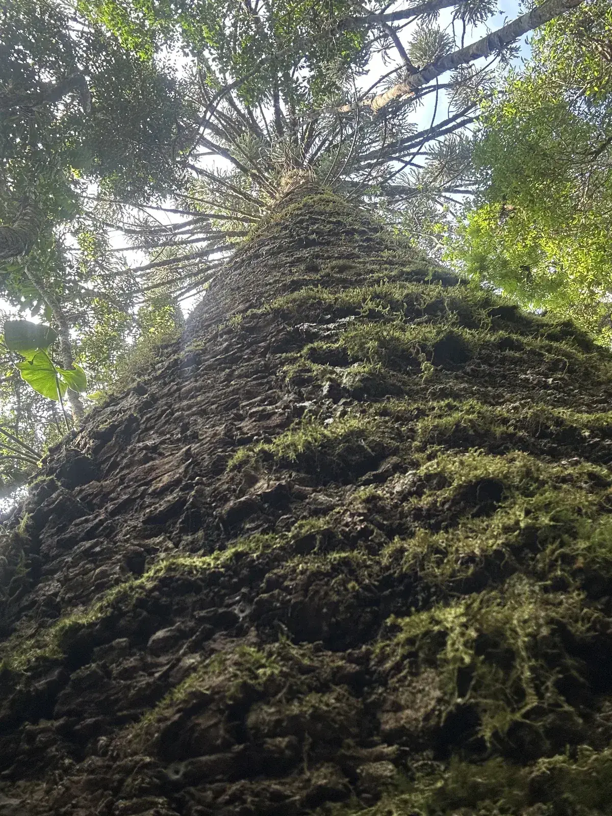 Vista de baixo para cima do tronco de árvore centenária coberto por musgo