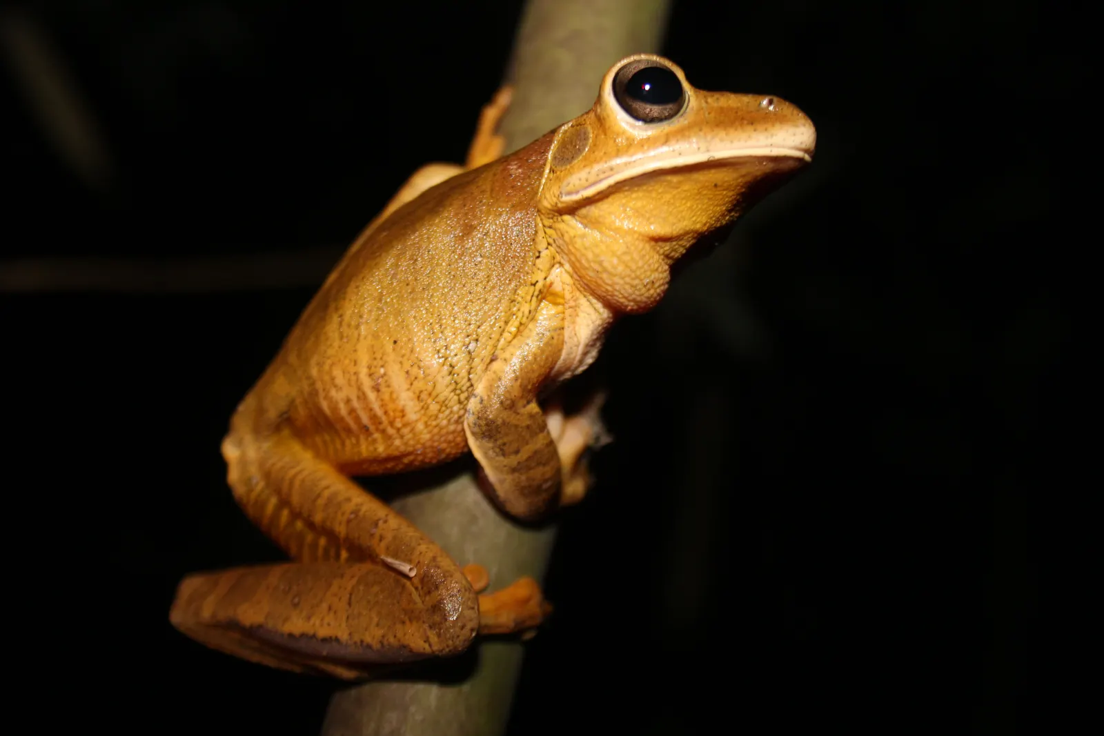 Perereca amarela registrada em levantamento de fauna noturno