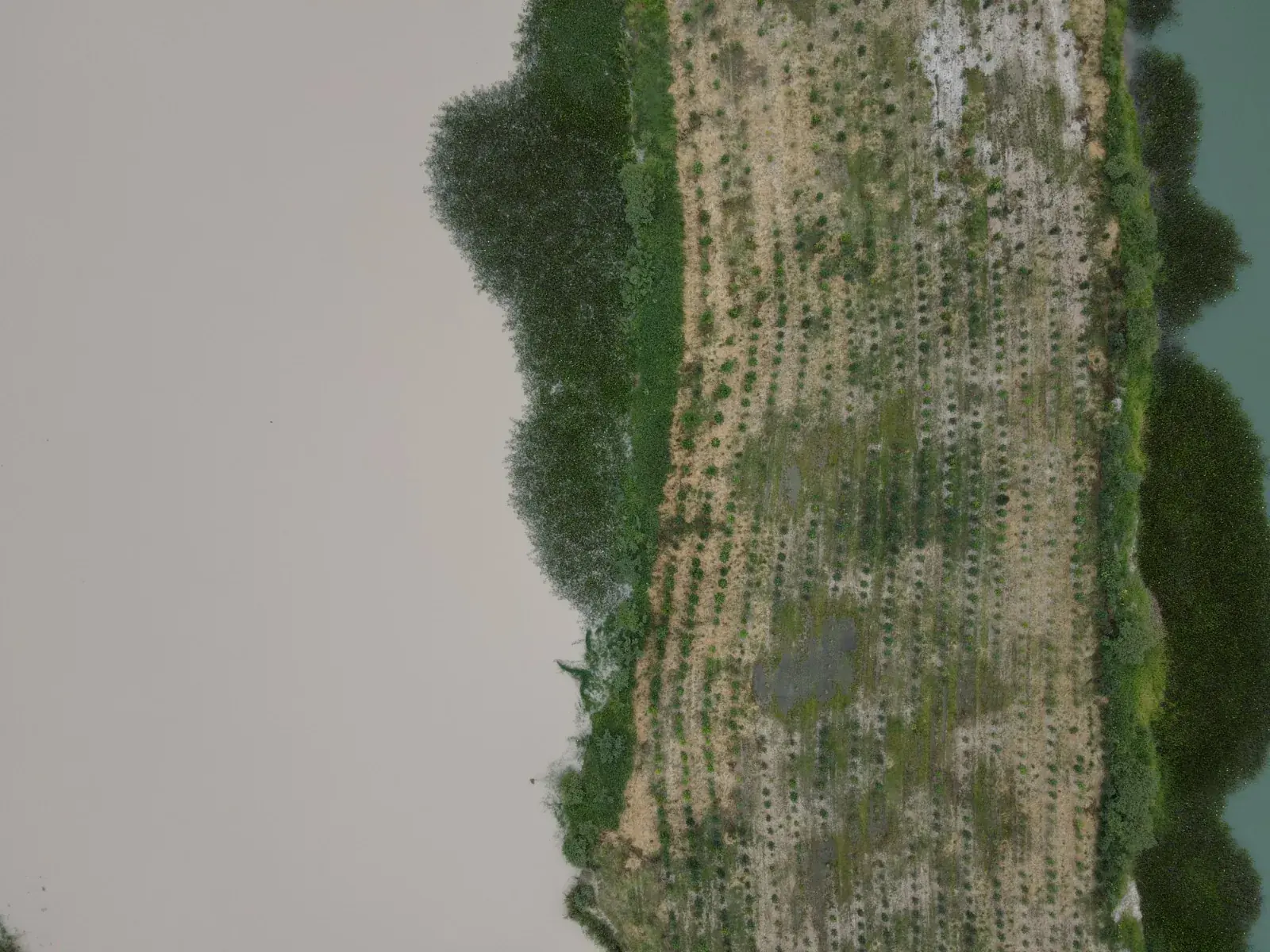 Plantio de muda nativa em área de restauração florestal